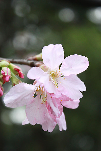 十八尖山：春遊賞花。新竹十八尖山&世博展覽館