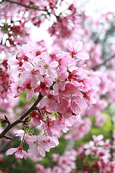 十八尖山：春遊賞花。新竹十八尖山&世博展覽館