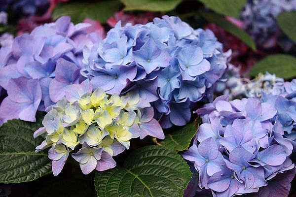 十八尖山：春遊賞花。新竹十八尖山&世博展覽館