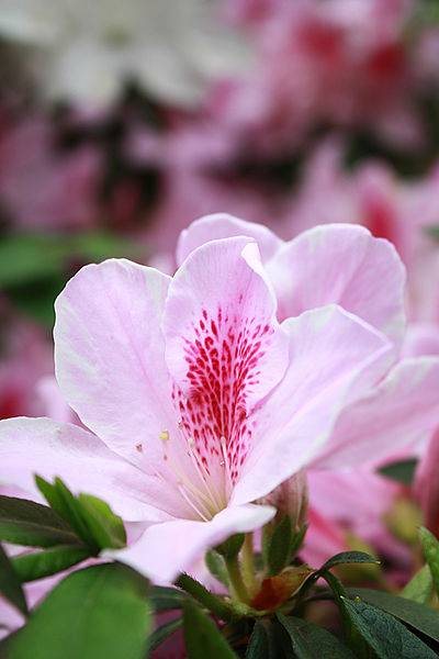 十八尖山：春遊賞花。新竹十八尖山&世博展覽館