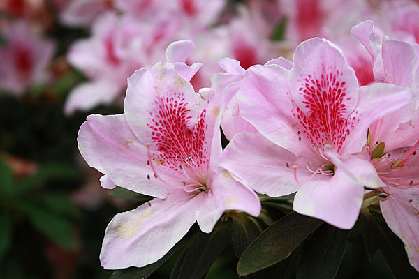 十八尖山：春遊賞花。新竹十八尖山&世博展覽館