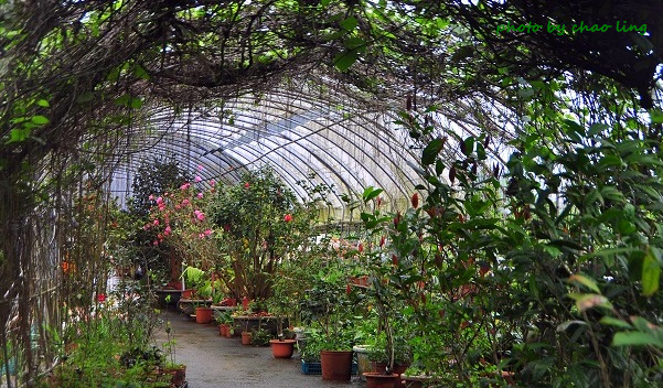 番婆林農場-9.JPG - 2016春暖花開