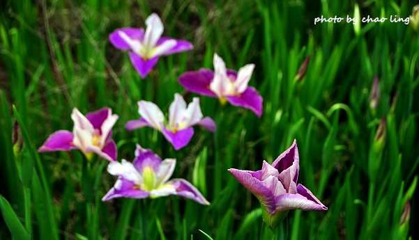 番婆林農場-25.JPG - 2016春暖花開