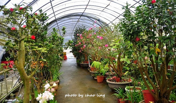 番婆林農場-8.JPG - 2016春暖花開