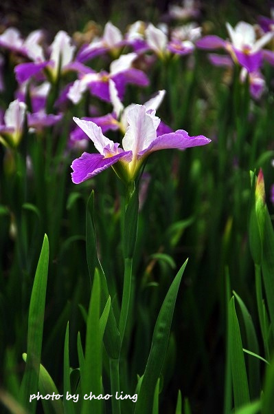 番婆林農場-29.JPG - 2016春暖花開