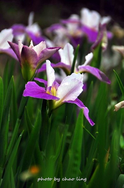 番婆林農場-31.JPG - 2016春暖花開