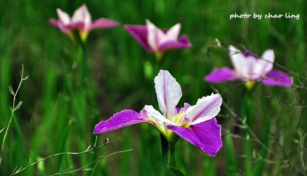 番婆林農場-27.JPG - 2016春暖花開