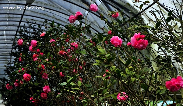 番婆林農場-11.JPG - 2016春暖花開