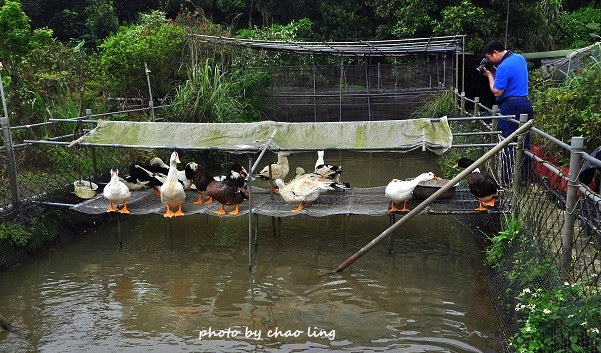 番婆林農場-3.JPG - 2016春暖花開