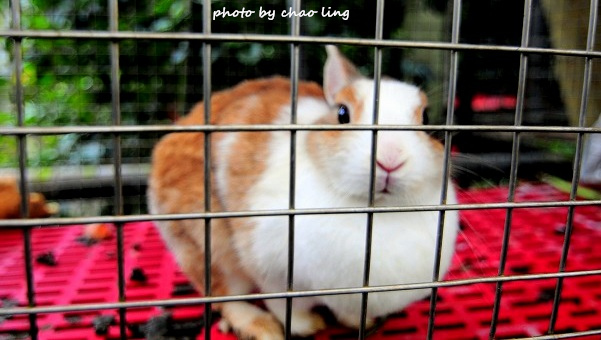 番婆林農場-5.JPG - 2016春暖花開