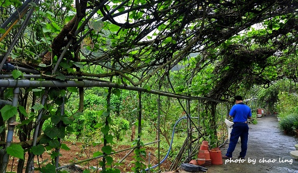 番婆林農場-14.JPG - 2016春暖花開