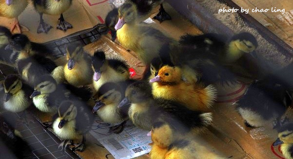 番婆林農場-4.JPG - 2016春暖花開