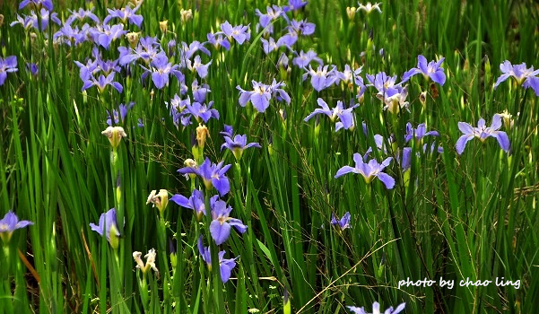 番婆林農場-18.JPG - 2016春暖花開