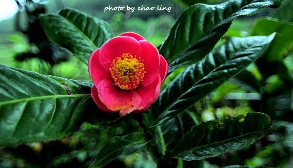 番婆林農場-13.JPG - 2016春暖花開