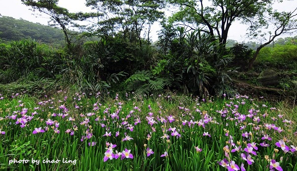 番婆林農場-21.JPG - 2016春暖花開