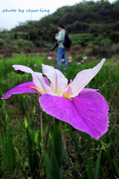 番婆林農場-32.JPG - 2016春暖花開