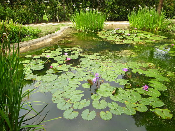 vilavilla魔法莊園休閒農場:【苗栗】釋放心中的浪漫精靈。進入魔法森林,尋找自己的夢遊仙境。