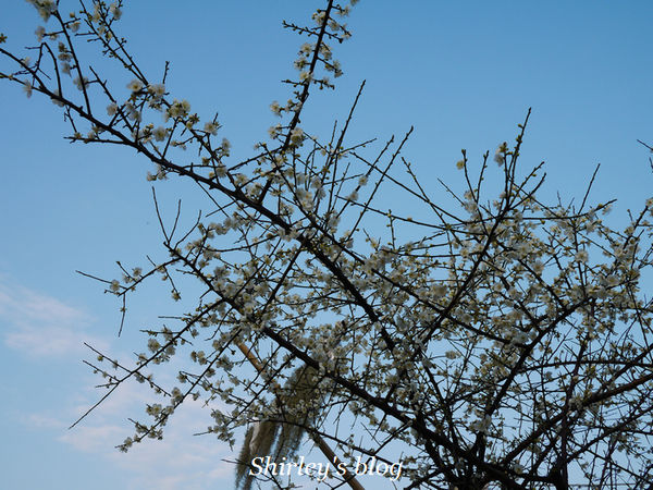 2014台北花卉展「花現魔法密碼」：2014台北花卉展‧花現魔法密碼