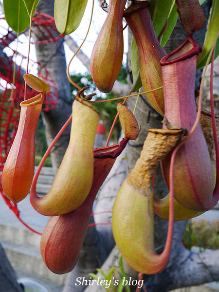 2014台北花卉展「花現魔法密碼」：2014台北花卉展‧花現魔法密碼