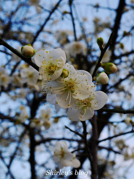 2014台北花卉展「花現魔法密碼」：2014台北花卉展‧花現魔法密碼