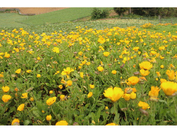 福壽山農場：【遊記】oO。台中（宜蘭）　福壽山農場　秋楓　今年楓紅提早囉～秋楓時況轉播！像極在日本拍秋楓，這裡是賞楓葉的好地方！。o○。