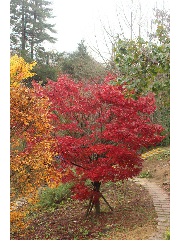 福壽山農場：【遊記】oO。台中（宜蘭）　福壽山農場　秋楓　今年楓紅提早囉～秋楓時況轉播！像極在日本拍秋楓，這裡是賞楓葉的好地方！。o○。