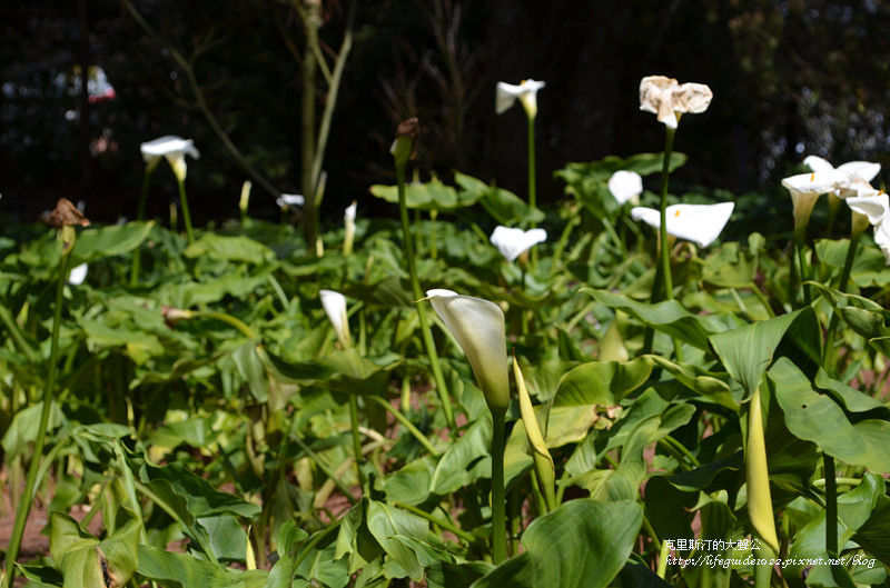 武陵&福壽山 1077_副本.jpg
