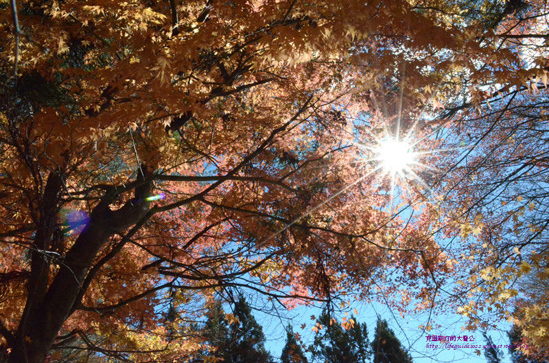 武陵&福壽山 1138_副本.jpg