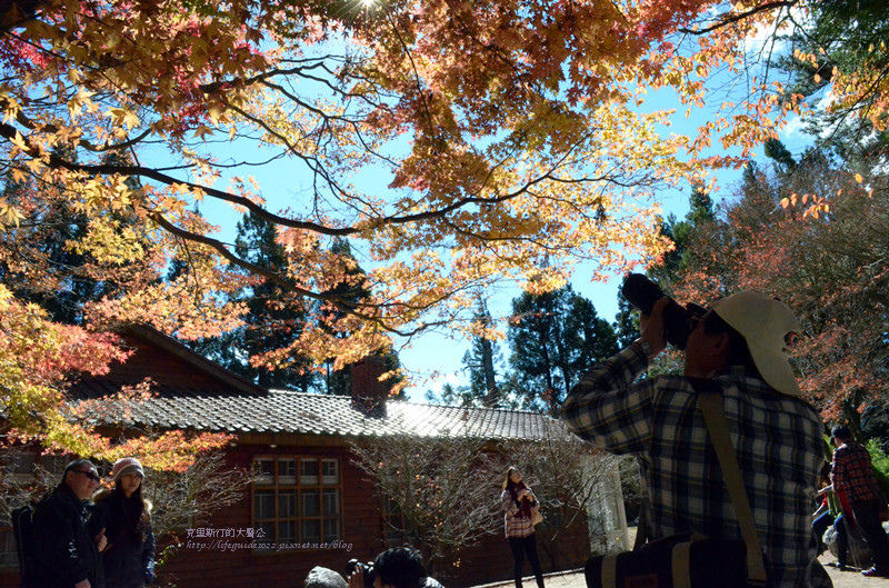 武陵&福壽山 1147_副本.jpg