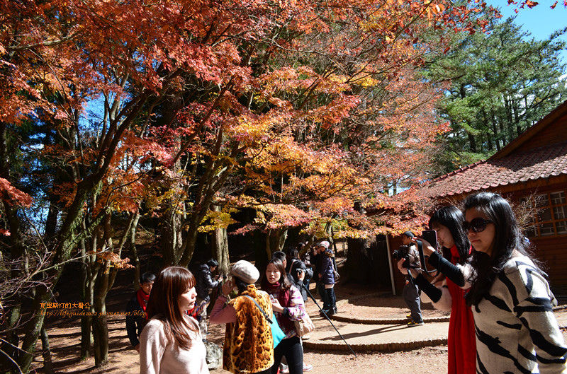 武陵&福壽山 1126_副本.jpg