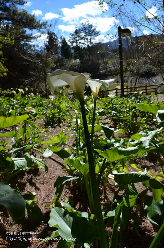 武陵&福壽山 1083_副本.jpg