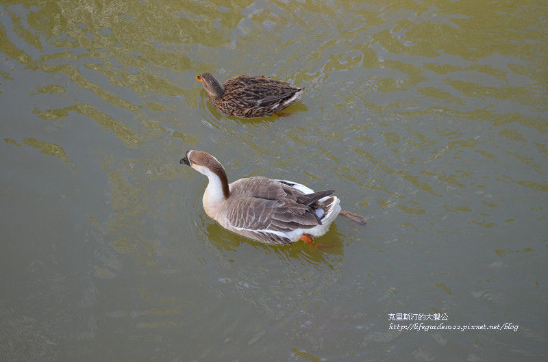 武陵&福壽山 1069_副本.jpg