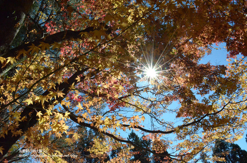 武陵&福壽山 1149_副本.jpg