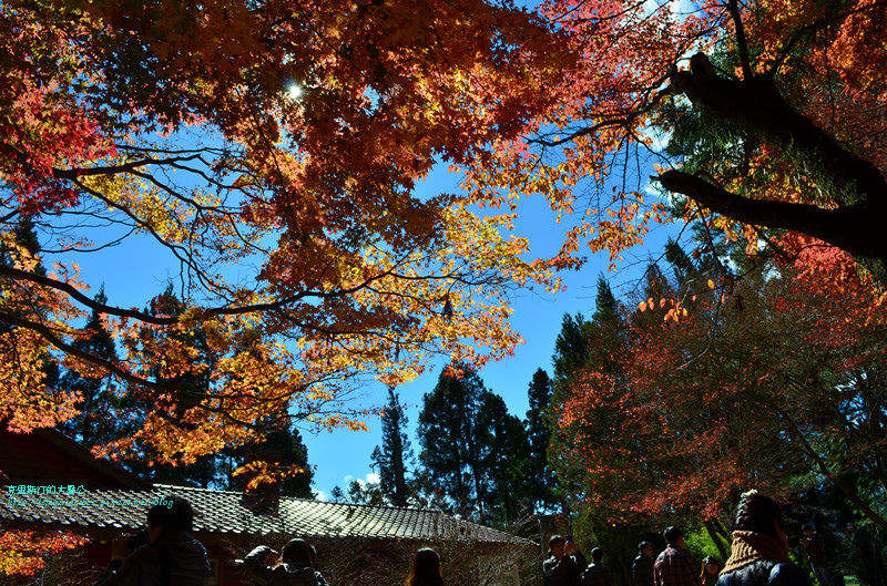 武陵&福壽山 1143_副本.jpg