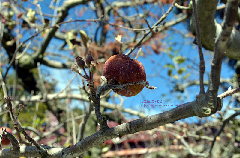 武陵&福壽山 1112_副本.jpg