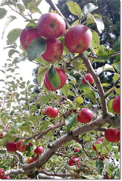 1901153_891010000916790_5972670332289757080_n