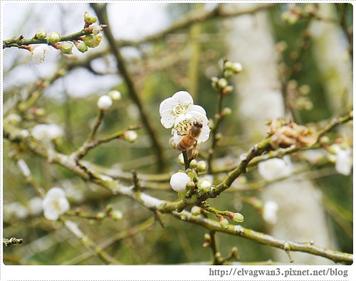 台南-楠西-梅嶺-香蕉山-冬季賞梅-梅花-梅子雞-伍龍步道-大眾餐飲-63-338-1