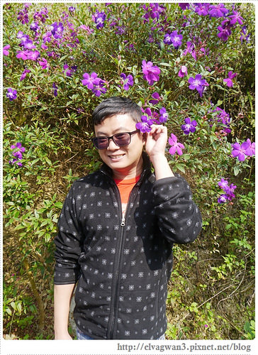 台南-楠西-梅嶺-香蕉山-冬季賞梅-梅花-梅子雞-伍龍步道-大眾餐飲-31-233-1