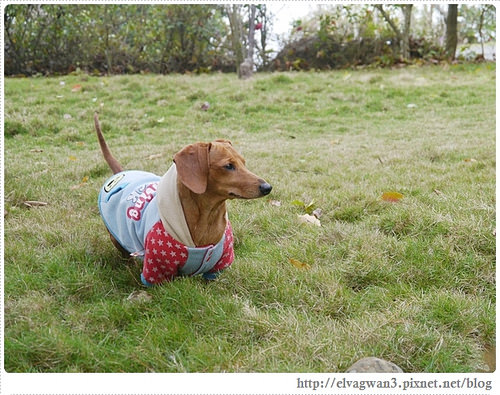 台南-楠西-梅嶺-香蕉山-冬季賞梅-梅花-梅子雞-伍龍步道-大眾餐飲-28-216-1