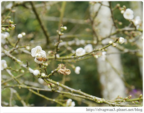 台南-楠西-梅嶺-香蕉山-冬季賞梅-梅花-梅子雞-伍龍步道-大眾餐飲-61-333-1
