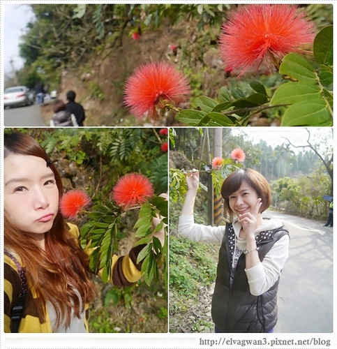 台南-楠西-梅嶺-香蕉山-冬季賞梅-梅花-梅子雞-伍龍步道-大眾餐飲-36-1