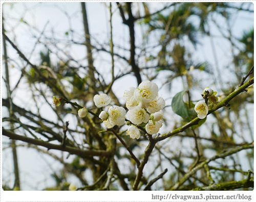 台南-楠西-梅嶺-香蕉山-冬季賞梅-梅花-梅子雞-伍龍步道-大眾餐飲-67-364-1