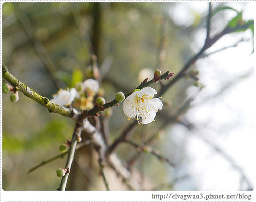 台南-楠西-梅嶺-香蕉山-冬季賞梅-梅花-梅子雞-伍龍步道-大眾餐飲-68-366-1