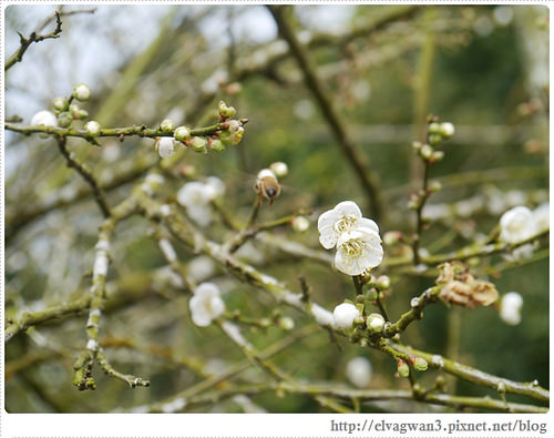 台南-楠西-梅嶺-香蕉山-冬季賞梅-梅花-梅子雞-伍龍步道-大眾餐飲-62-334-1
