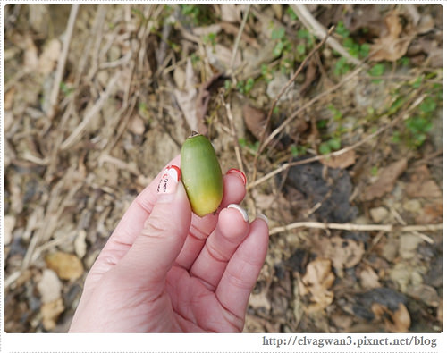 台南-楠西-梅嶺-香蕉山-冬季賞梅-梅花-梅子雞-伍龍步道-大眾餐飲-105-483-1