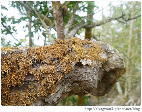 台南-楠西-梅嶺-香蕉山-冬季賞梅-梅花-梅子雞-伍龍步道-大眾餐飲-86-427-1