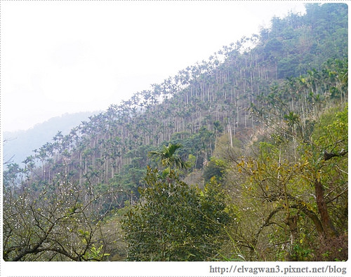 台南-楠西-梅嶺-香蕉山-冬季賞梅-梅花-梅子雞-伍龍步道-大眾餐飲-99-471-1
