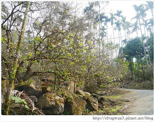 台南-楠西-梅嶺-香蕉山-冬季賞梅-梅花-梅子雞-伍龍步道-大眾餐飲-49-297-1