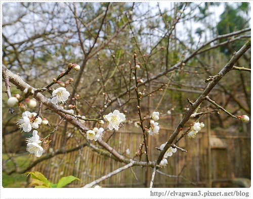 台南-楠西-梅嶺-香蕉山-冬季賞梅-梅花-梅子雞-伍龍步道-大眾餐飲-52-301-1