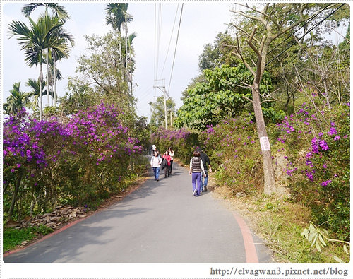 台南-楠西-梅嶺-香蕉山-冬季賞梅-梅花-梅子雞-伍龍步道-大眾餐飲-29-227-1